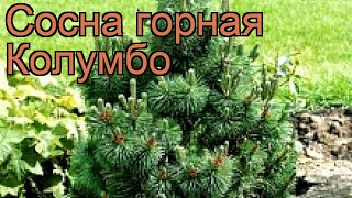 Сосна горная Колумбо (pinus mugo kolumbo) ? сосна Колумбо обзор: как сажать саженцы сосны Колумбо