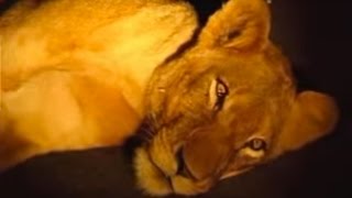 Kruger National Park Rest Camps