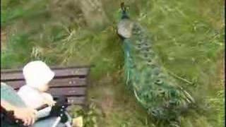 The Prague zoological garden ( part 8 )
