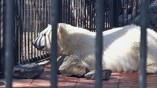 Белый медвежонок-медведь Ростик. Опять весна пришла☼