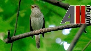 Пение соловья. Голоса птиц. Nightingale song. AllVideo.su.