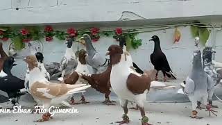 Beautiful pigeons for syria 
إجمل حمام من سوريا 
لاتنسى دعمنا بلايك والاشتراك بالقناة تشجيعا لنا