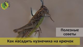 Как правильно насаживать кузнечика на крючок