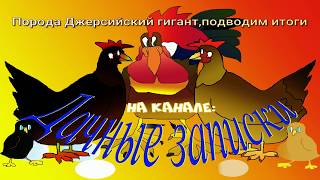 Порода Джерсийский гигант. Видео обзор.