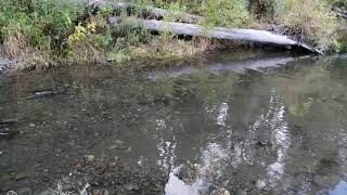 Нерест кеты и горбуши