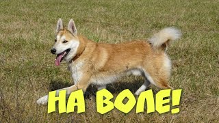 Лайка на воле!