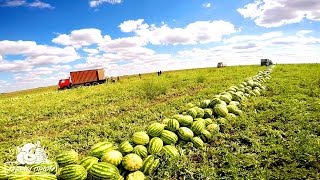 Погрузка арбуза (сезон 2015) Урожайность 110т с га