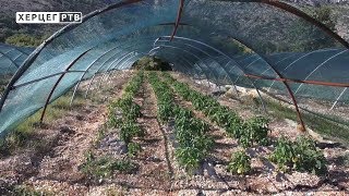 Agrarni fond Trebinje dodjeljuje 50 000 KM poljoprivrednim proiyvođačima (03.07.2018.)