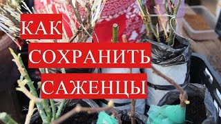 Как Сохранить Саженцы до Высадки в Открытый Грунт.