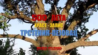 ТРСТЕНИК-500 ЛЕТА СТАРОГ ХРАСТА