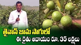 Farmer Success Story on Taiwan Guava Cultivation || Profitable Farming || SumanTV Rythu