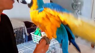 smile cockatiel ฝึกนกบินอิสระ