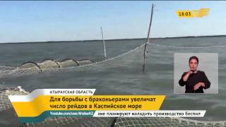 Для борьбы с браконьерами увеличат число рейдов в Каспийское море