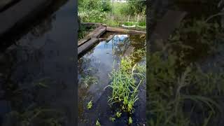 Село Оренбургское,в Бикинском районе(тонет,администрация не чего не делает и не как не помагает)