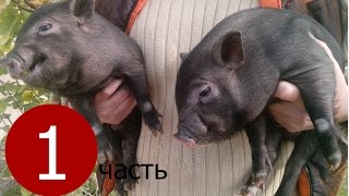 Вьетнамские свиньи. История одного семейства.