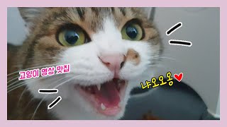 고양이 투어를 해보겠다냥♥ ㅣ 코숏 삼색고양이 みけねこ 三毛猫 ㅣ 고등어태비 さばとら neko ㅣ 오드아이 Odd eye cat オッドアイ猫