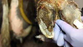 Интердигитальный некротический дерматит у первотёлки. Interdigital necrotic dermatitis in cows.