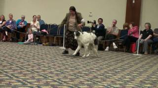 2010 BCOA National Specialty - Dogs 9-12