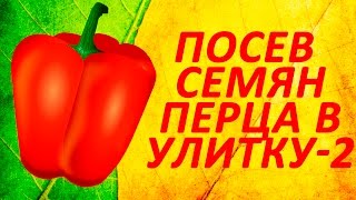 Посев семян перца 2016 в улитку часть 2