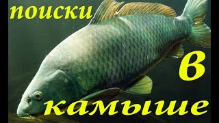 Охота на трофейного карпа в камыше