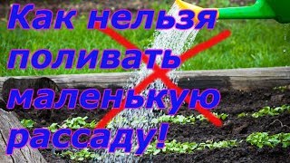 "ДО"  И " ПОСЛЕ" ВСХОДОВ-ПРАВИЛЬНЫЙ ПОЛИВ РАССАДЫ