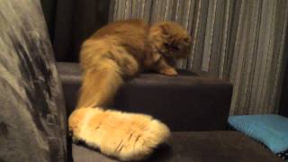 Gatinho Persa Filhote "Tom" , brincando com a Cauda da "Mel" !!!