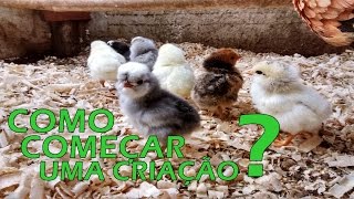 COMO COMEÇAR UMA CRIAÇÃO DE GALINHAS//DICAS