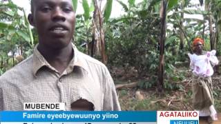Famire eyeebyewuunyo yiino