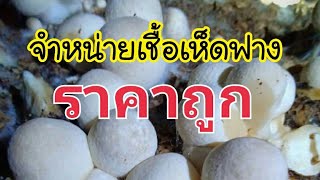 เชื้อเห็ดฟาง คุณภาพดี ราคาเริ่มต้น 200บาท มีบริการเก็บเงินปลายทาง ฟรีคู่มือการเพาะ