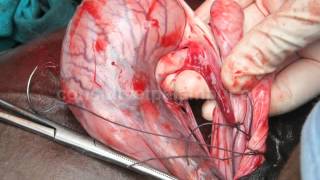 Equine (Horse) castration