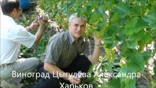 Виноград Цыгулёва Александра 2016
