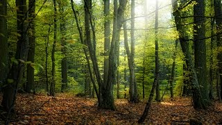по грибы в осенний лес 8 окт 2016/безумное количество грибов!!!