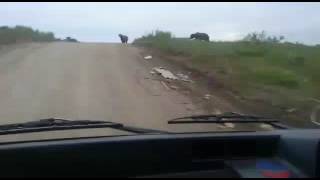 Медведям не страшно. Николаевск на амуре