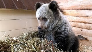 ЕЩЁ МЕДВЕДЯ ЗАВЕЛА