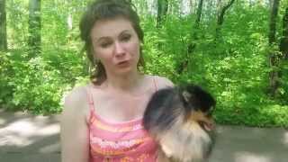 Померанский Шпиц Вязка, 89223430462