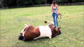 Tuto 1 : comment apprendre le couché à son cheval ?