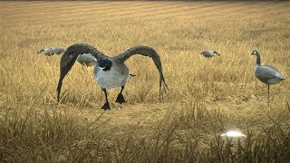 the Hunter COTW | LIVE | test poprawionych gęsi z DLC