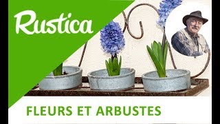 Faire refleurir un bulbe de jacinthe