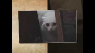 ПРИКОЛ! КОТ РУГАЕТСЯ! УЛЕТ!
