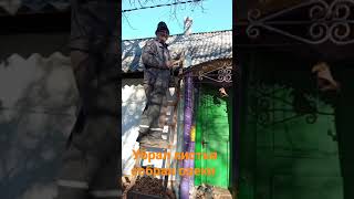 Урожай орехов собирал на крыше