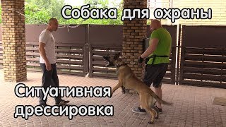 Собака для охраны, ситуативная дрессировка, малинуа Ганс