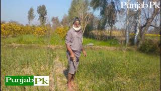 Garlic Farming Business |  Village Life in Punjab Pakistan