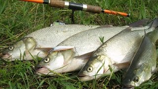 ZipBaits Rigge 56 S-Line . Ловля Жереха !
