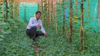 How can a small farmer earn Rs 15 lakh from multilayer farming?