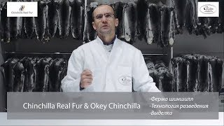 OKey Chinchilla - Ферма Шиншилл в Молдове