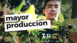 Marihuana Doblada Gigante!! ? | Seguimiento Exterior LST