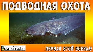 ПЕРВАЯ ЭТОЙ ОСЕНЬЮ ПОДВОДНАЯ ОХОТА и огромный карась