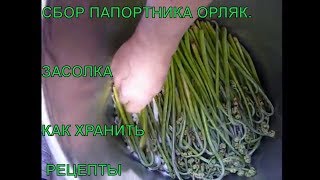 Папоротник ОРЛЯК СБОР. Как засолить  папоротник на зиму. КАК правильно хранить ПАПОРОТНИК. салат