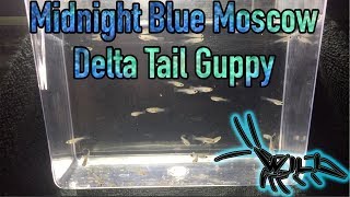 BLUE MOSCOW GUPPY FRY UPDATE || One Month Old! FOR SALE!