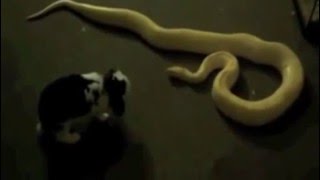 Прикол Змея задушила собаку.